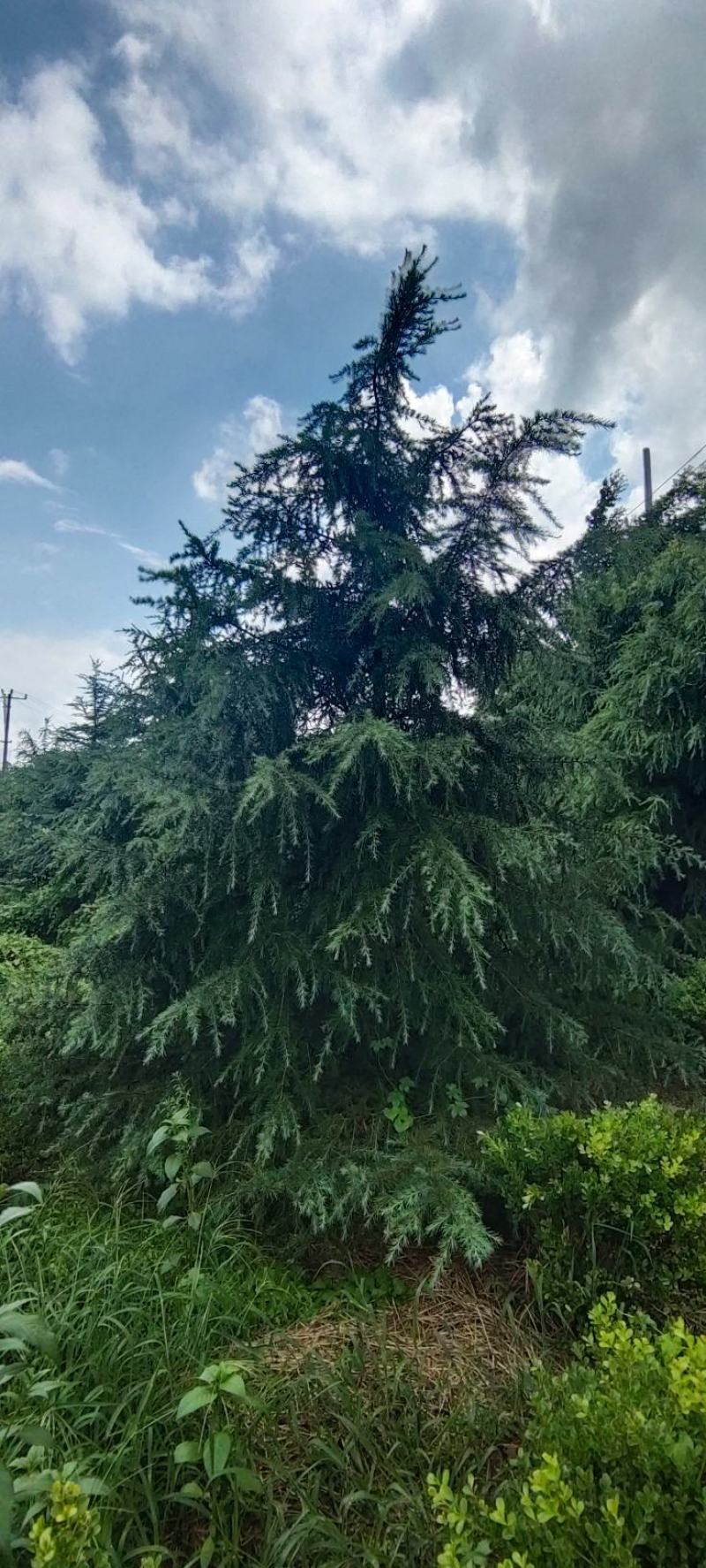 江苏沭阳雪松直销大量现货树形优美欢迎进店选购！