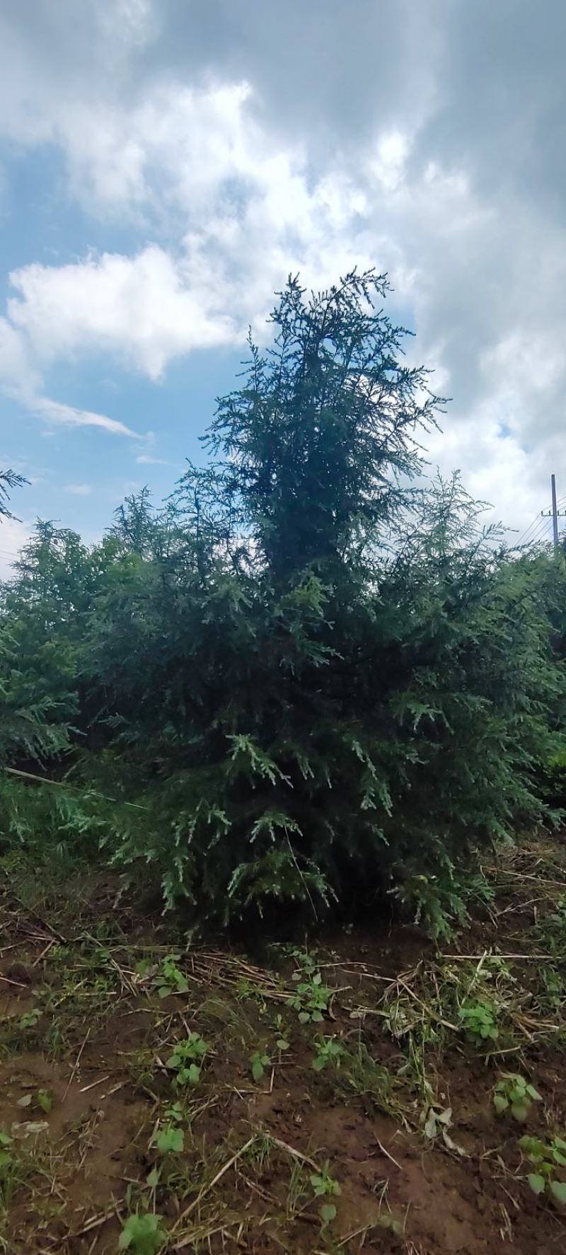 江苏沭阳雪松直销大量现货树形优美欢迎进店选购！