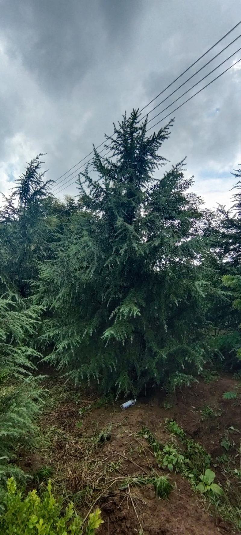 江苏沭阳雪松直销大量现货树形优美欢迎进店选购！
