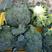 欧兰德撒利亚6号西蓝花种子早熟青花菜种子基地西兰花种子