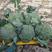 欧兰德撒利亚6号西蓝花种子早熟青花菜种子基地西兰花种子