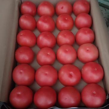 产地直发好吃的硬粉西红柿大量上市保质保量信誉可靠