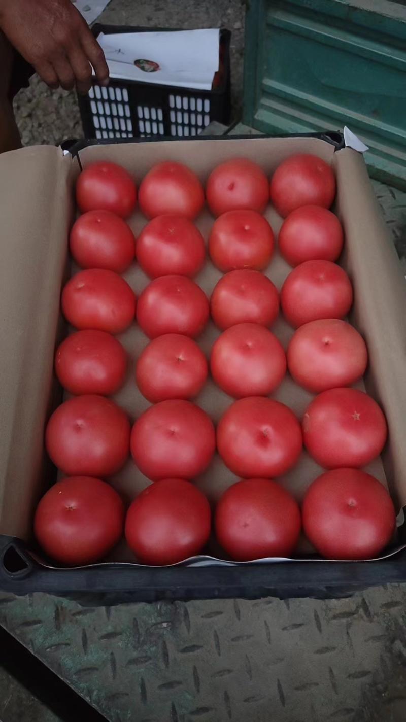 产地直发好吃的硬粉西红柿大量上市保质保量信誉可靠