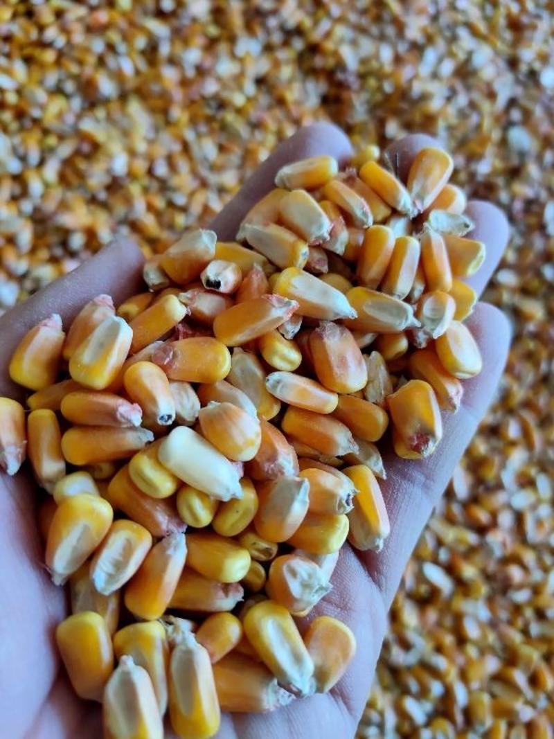 山西晋北粮油批发市场玉米规格齐全支持代发视频看货