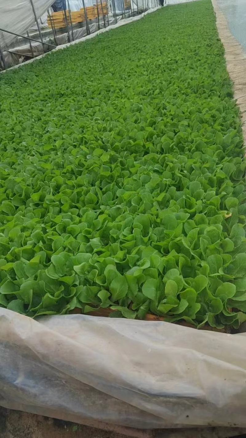 云南娃娃菜苗包成活率包技术指导常年出售可视频看货