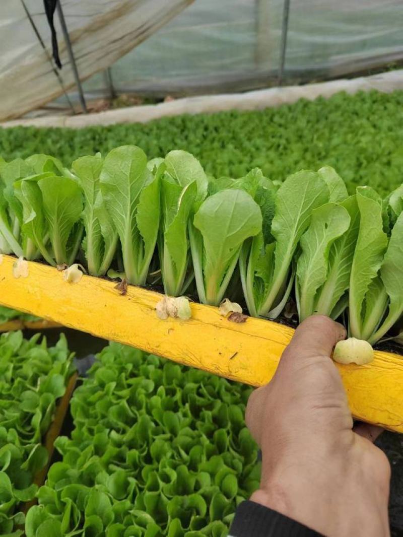 云南娃娃菜苗包成活率包技术指导常年出售可视频看货