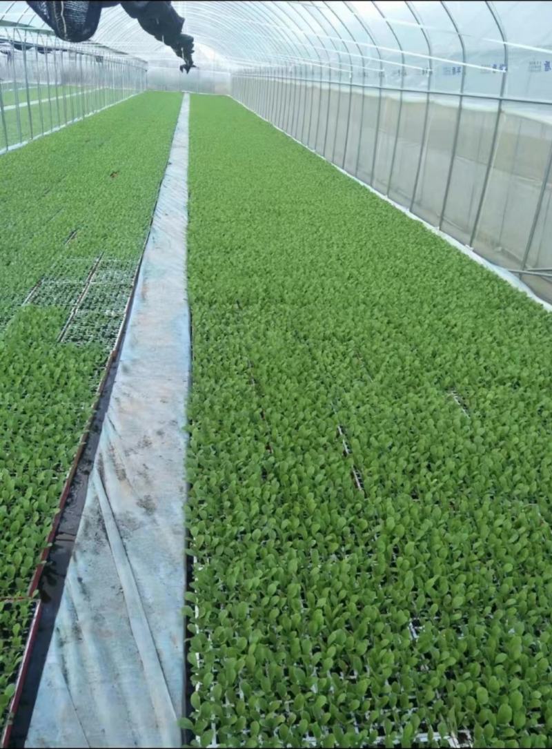 云南娃娃菜苗包成活率包技术指导常年出售可视频看货