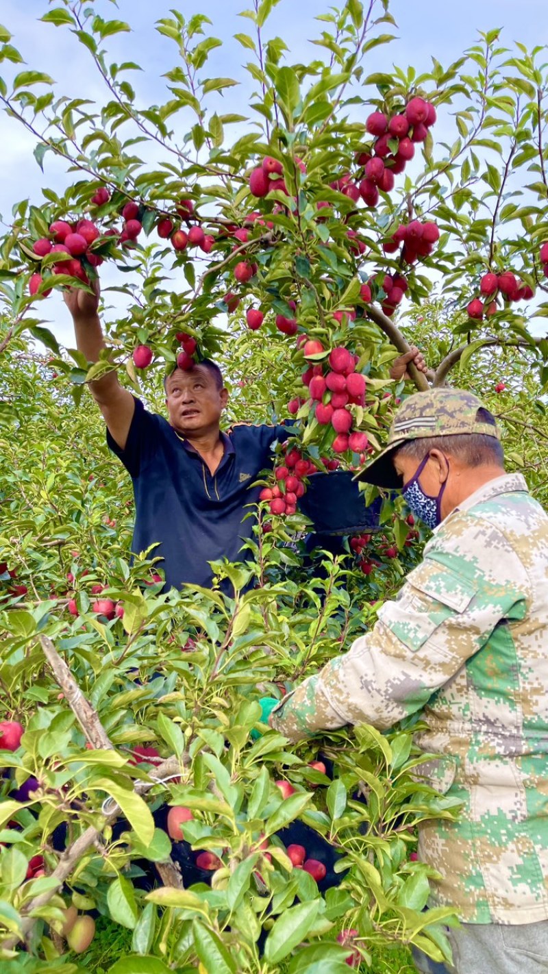 精品鸡心果锦绣海棠果，口感甜脆色泽艳丽