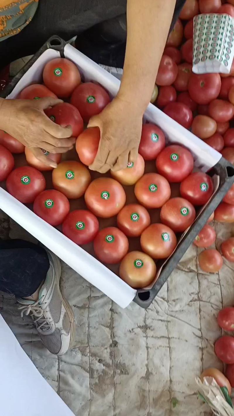 【精品】硬粉西红柿果形饱满颜色鲜亮产地直发欢迎联系