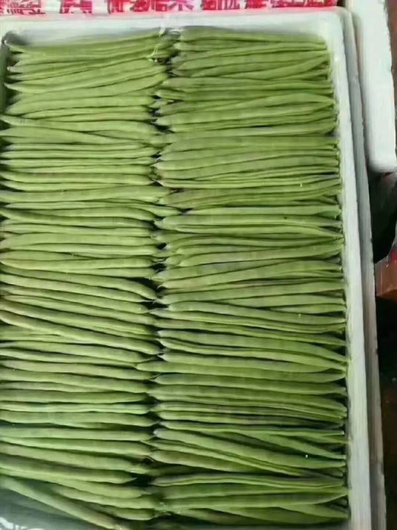 应县豆角，扁青芸豆大量上市，品种多支持代发视频看货