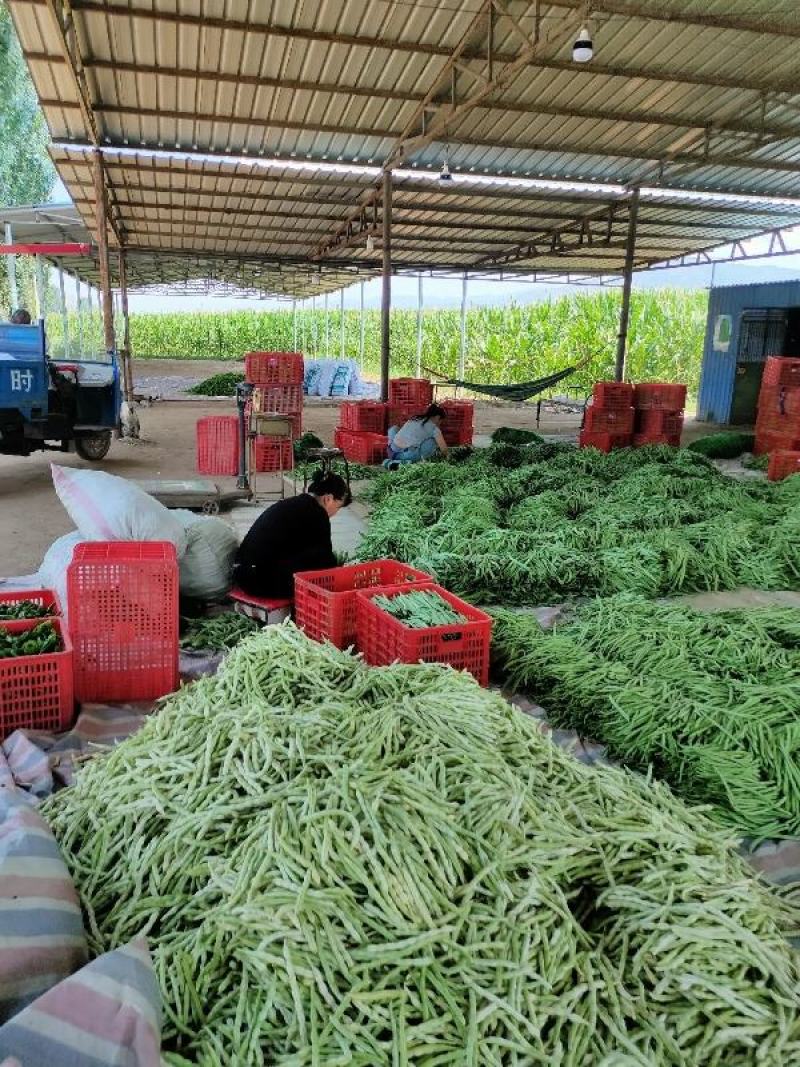 应县豆角，扁青芸豆大量上市，品种多支持代发视频看货