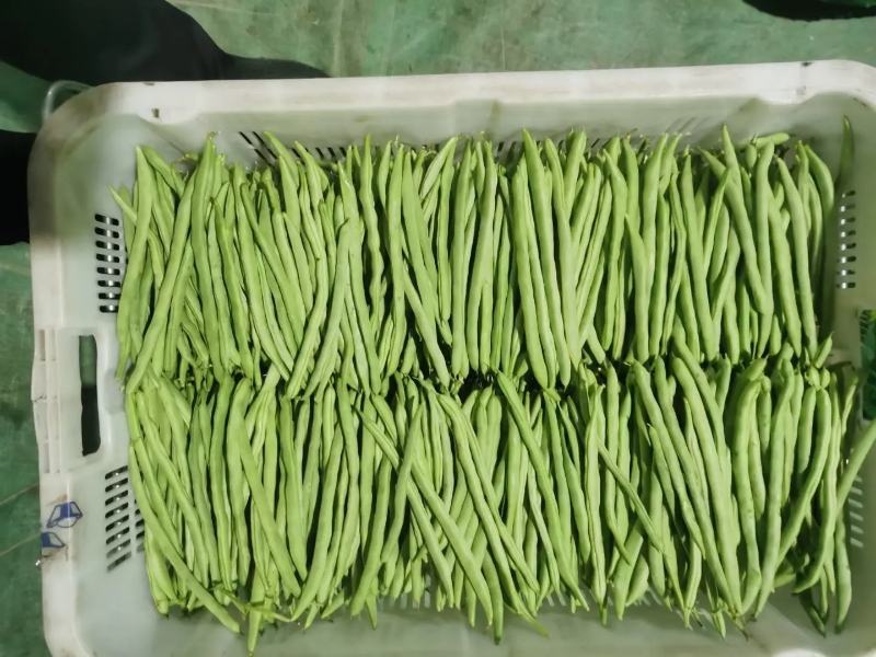 应县豆角，扁青芸豆大量上市，品种多支持代发视频看货