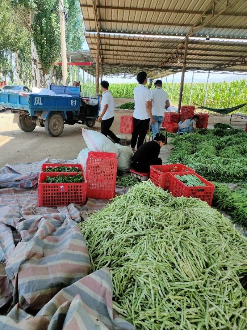 应县豆角，扁青芸豆大量上市，品种多支持代发视频看货
