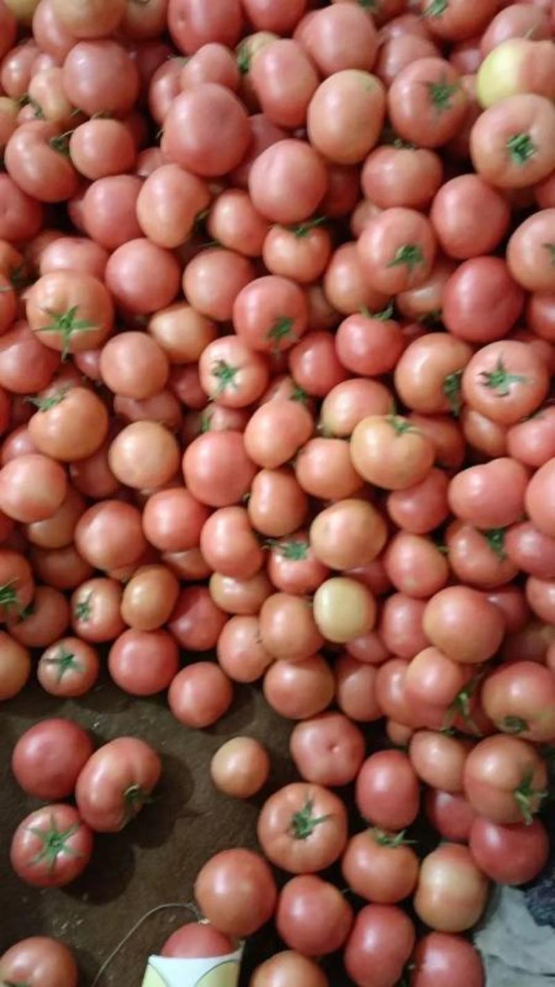 西红柿精品硬粉西红柿弧二以上规格齐全欢迎咨询
