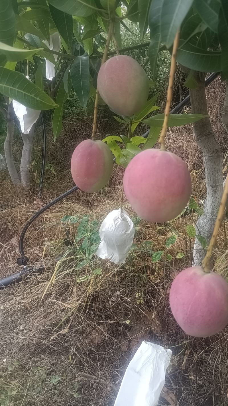 云南精品红带热农芒果大量上市，口感好，欢迎咨询