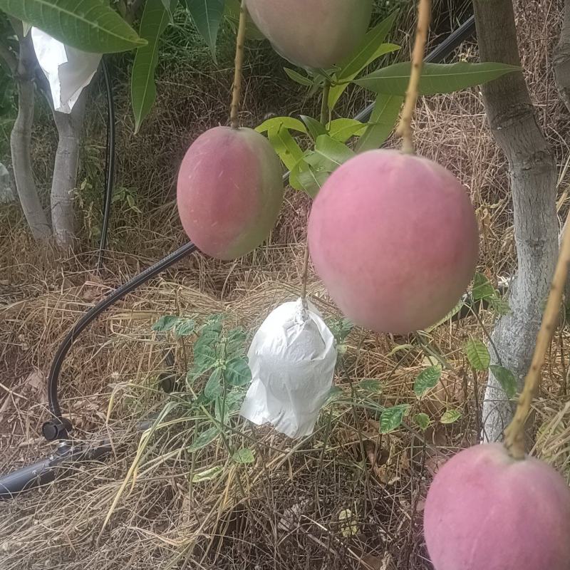 云南精品红带热农芒果大量上市，口感好，欢迎咨询