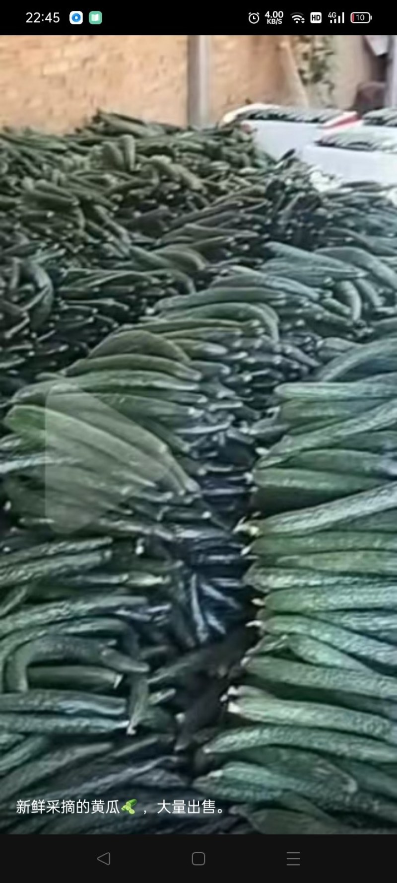 眉县黄瓜