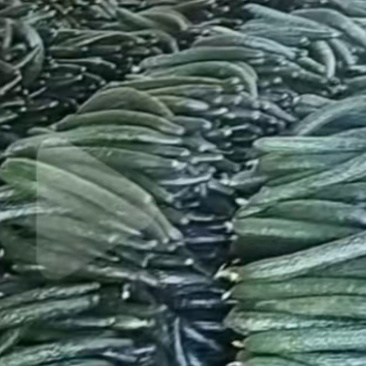 眉县黄瓜
