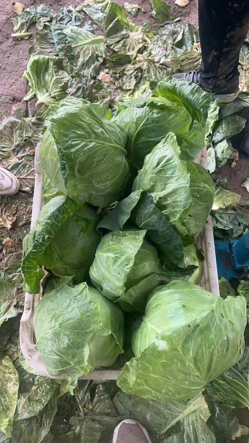 甘蓝精品圆包菜产地发货一手货源量大优惠