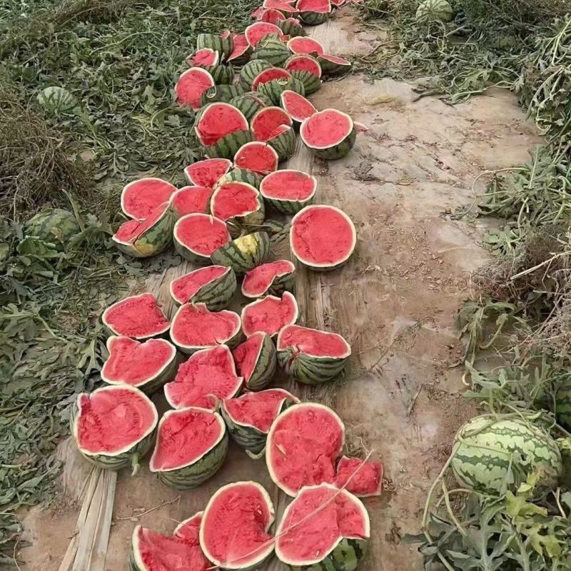 无籽美都麒麟西瓜大量供应新发地南大堡万邦白沙洲等档口