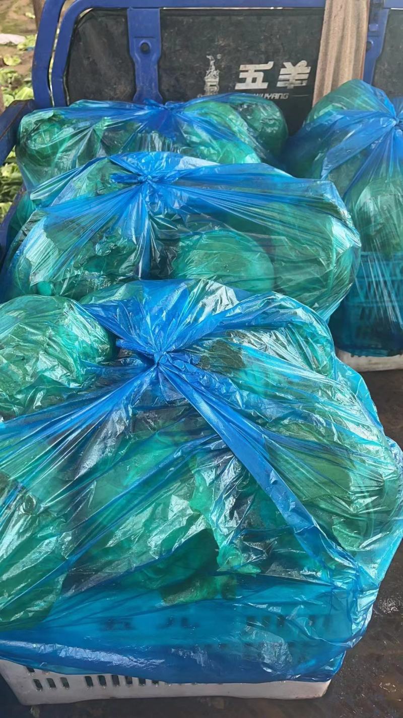 甘蓝精品圆包菜产地发货一手货源量大优惠