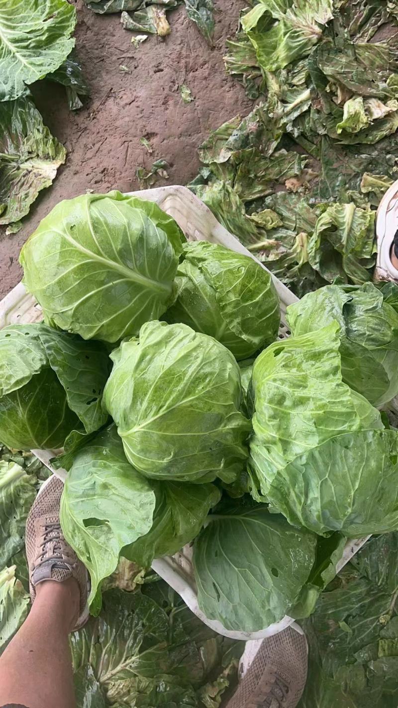 甘蓝精品圆包菜产地发货一手货源量大优惠