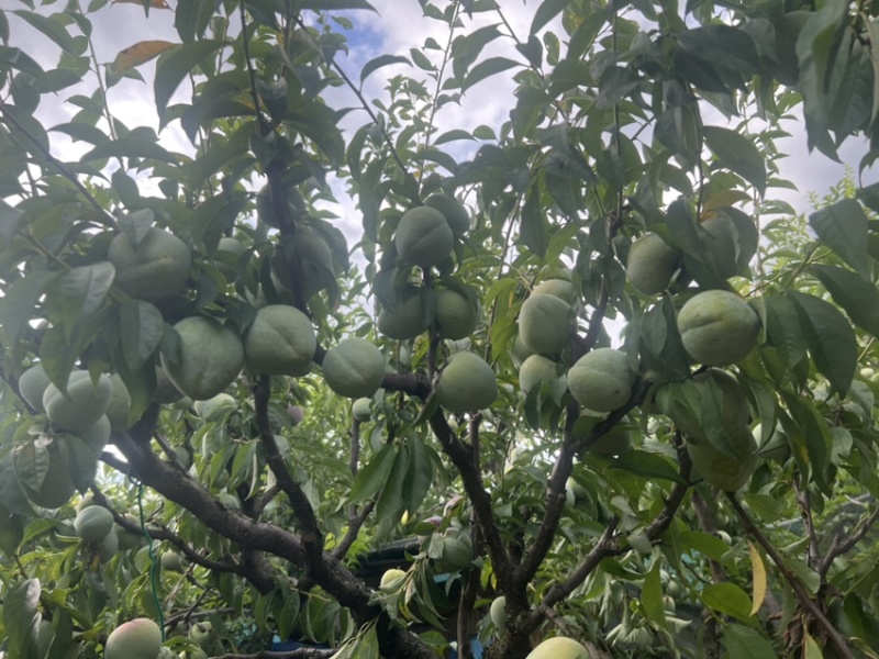 有股蜂糖香味的浦江桃形李