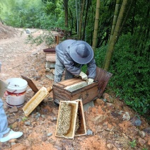 闽西深山野蜂蜜热卖中