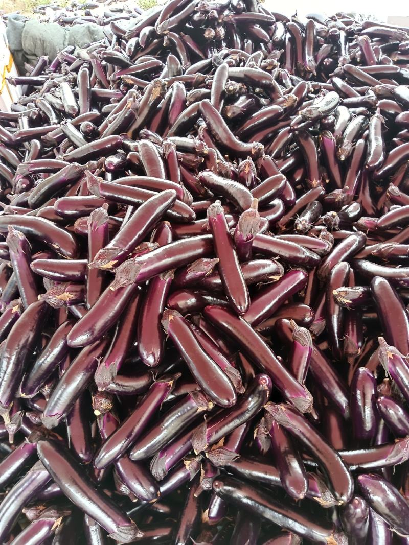贵州黄瓜