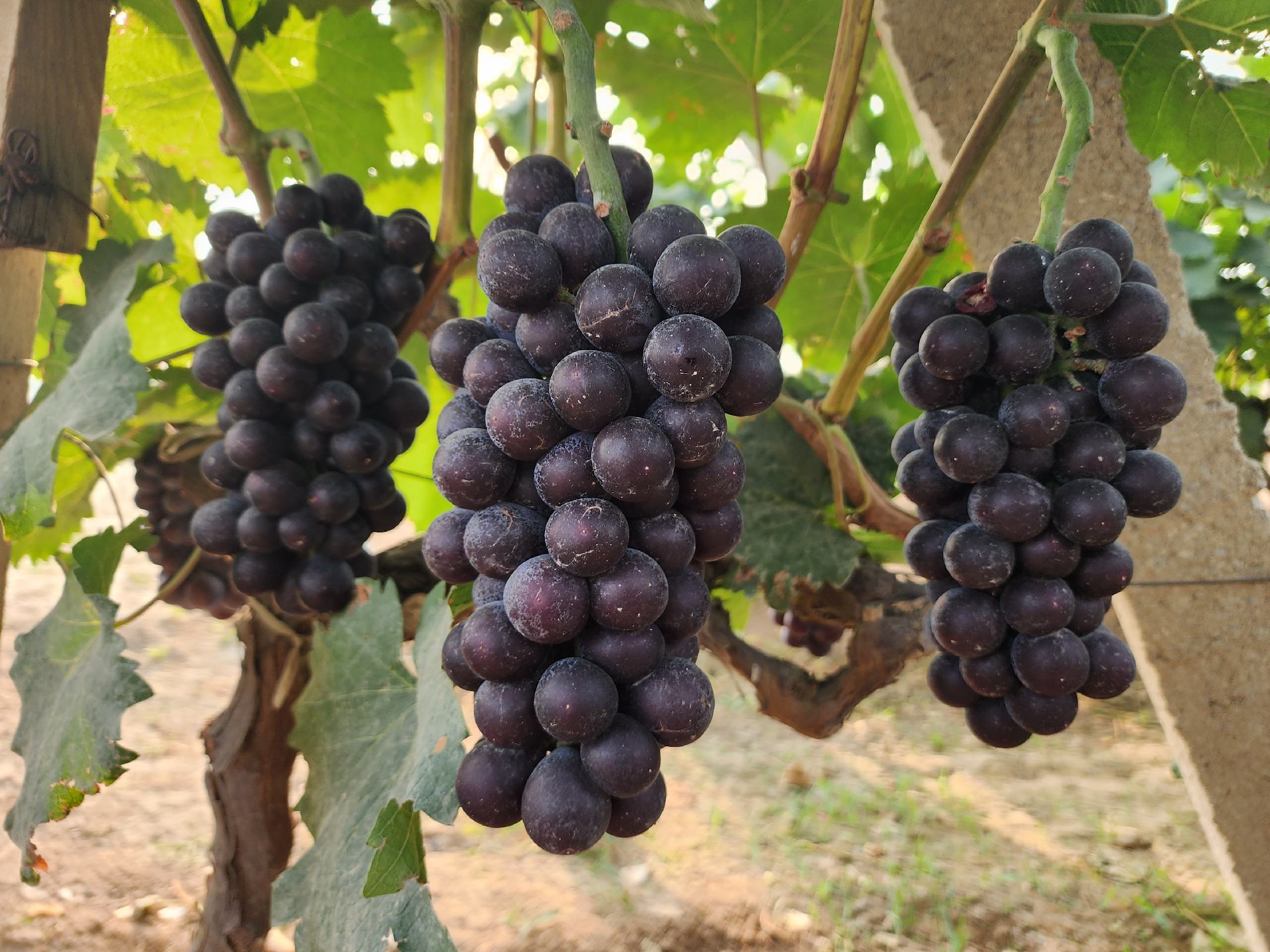 夏黑葡萄特写展示其深紫色果粒