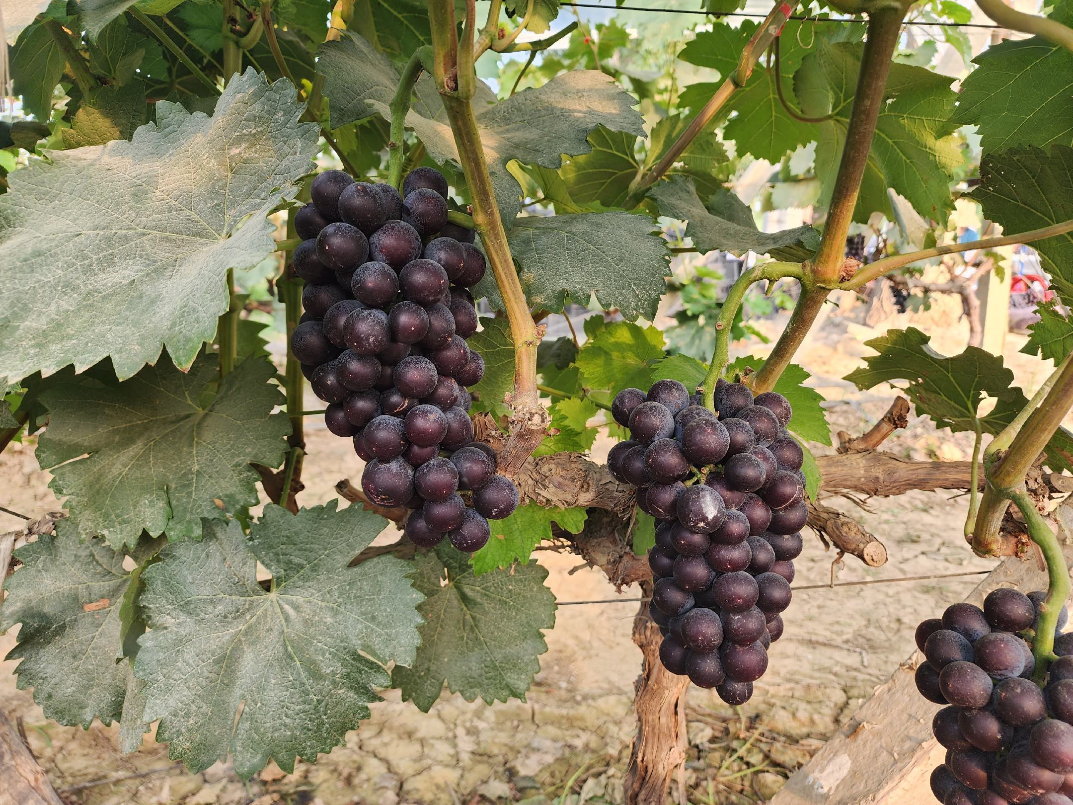 夏黑葡萄果实特写