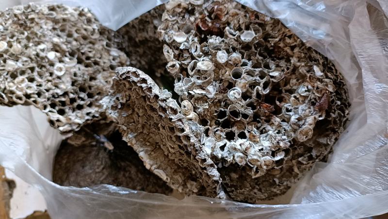 蜂房，马蜂窝