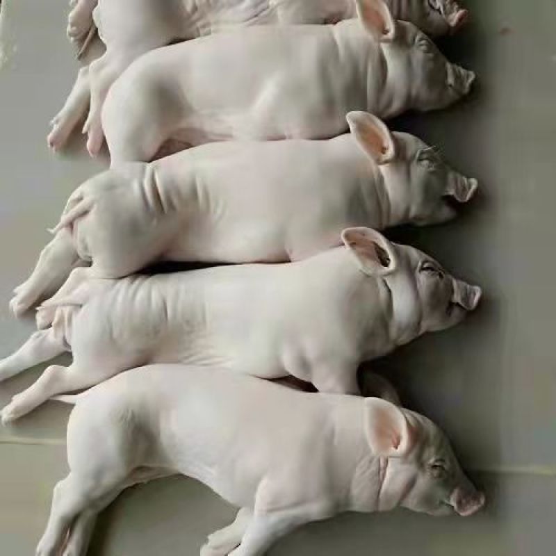 小乳猪/活猪现杀/新鲜速冻/整只白条/货源充足/资质齐全