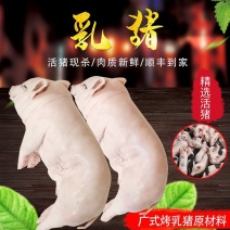 小乳猪/活猪现杀/新鲜速冻/整只白条/货源充足/资质齐全