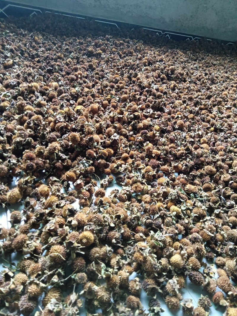 毛刺梨