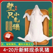 鲜冷小乳猪，厂家直销，足斤足两，规格齐全，欢迎来电选购！