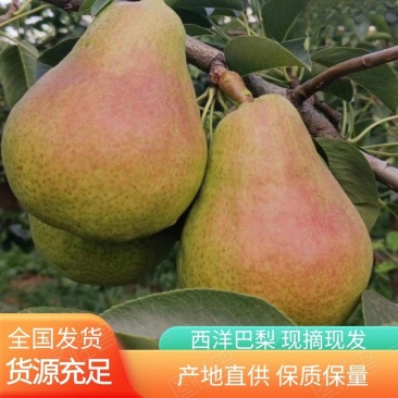 新鲜梨西洋巴梨【洋梨】品种齐全产地直供品质保证大量供货