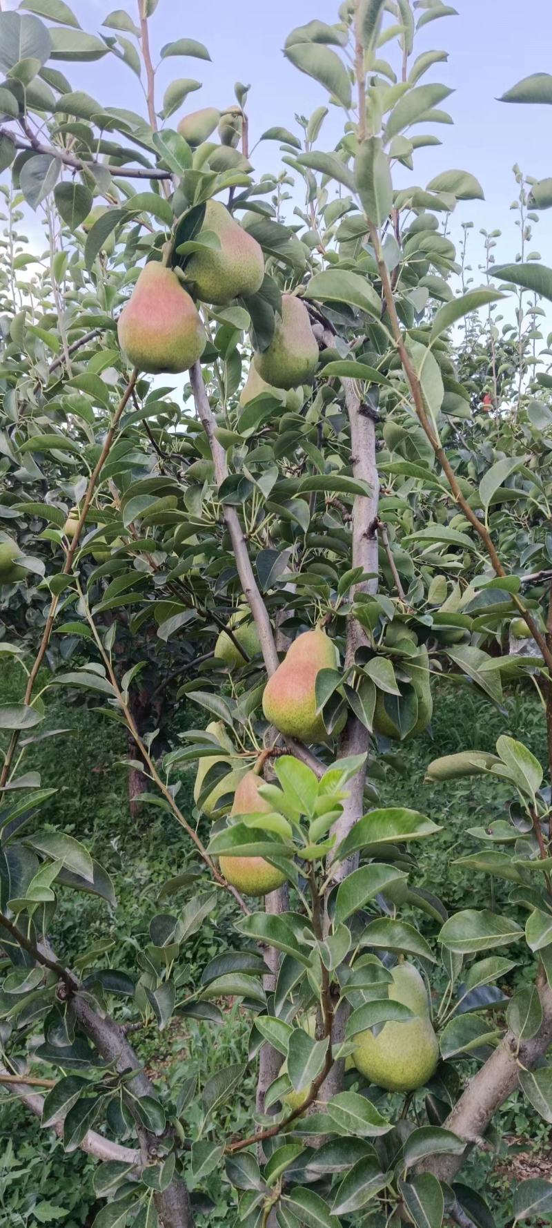 新鲜梨西洋巴梨【洋梨】品种齐全产地直供品质保证大量供货