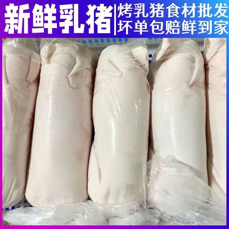 小乳猪/活猪现杀/新鲜速冻/整只白条/货源充足/资质齐全