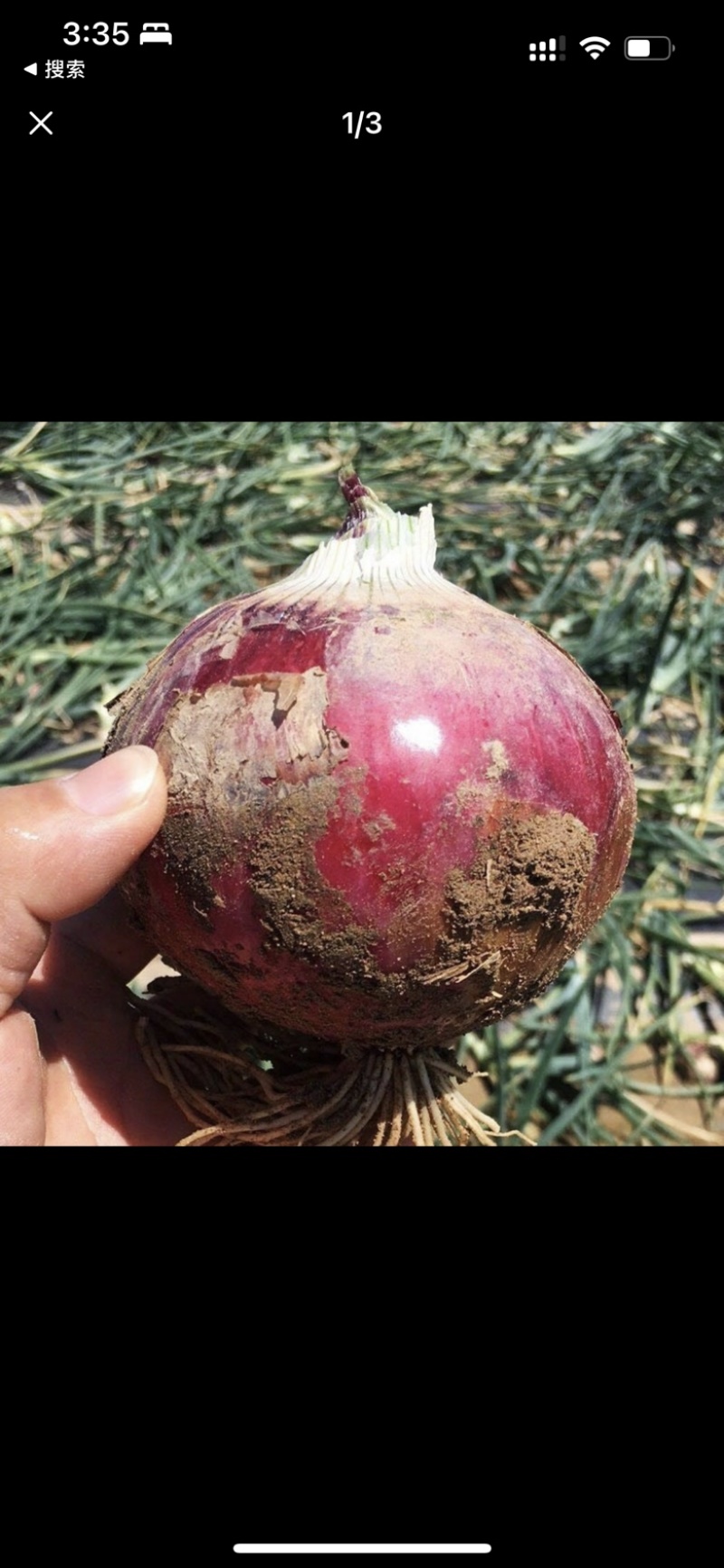 甘肃酒泉沙地洋葱电商一件代发
