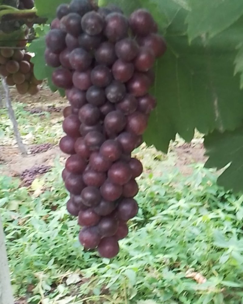 夏黑葡萄