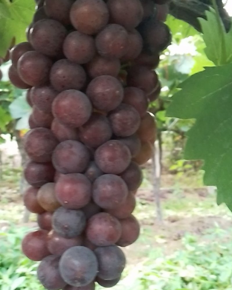 夏黑葡萄
