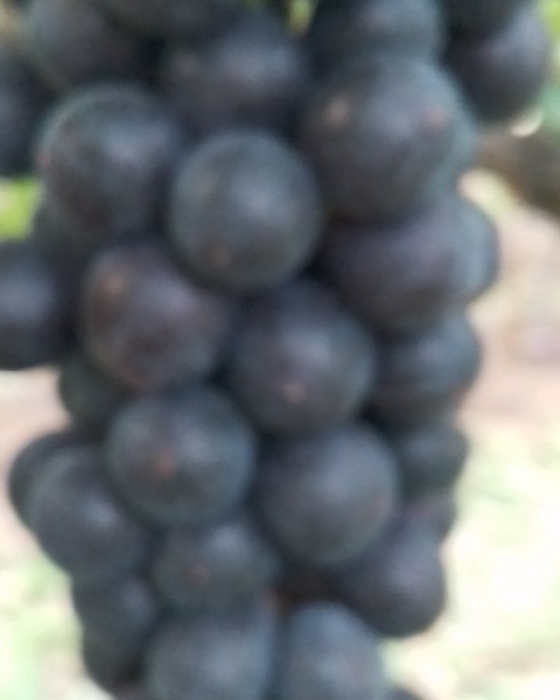 夏黑葡萄