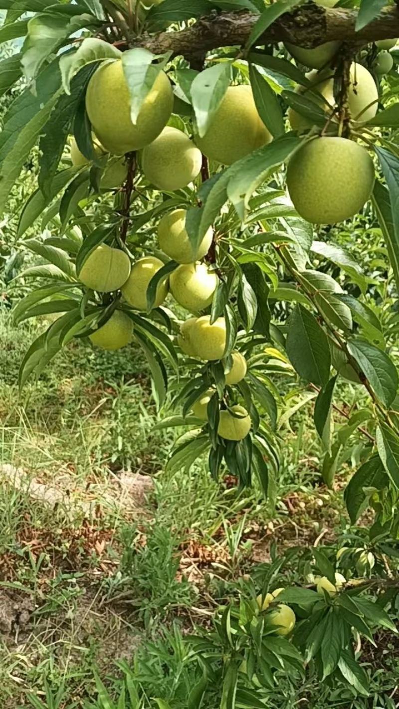 李子，青脆李，凤凰李，冰糖李上市中，高糖，高硬度