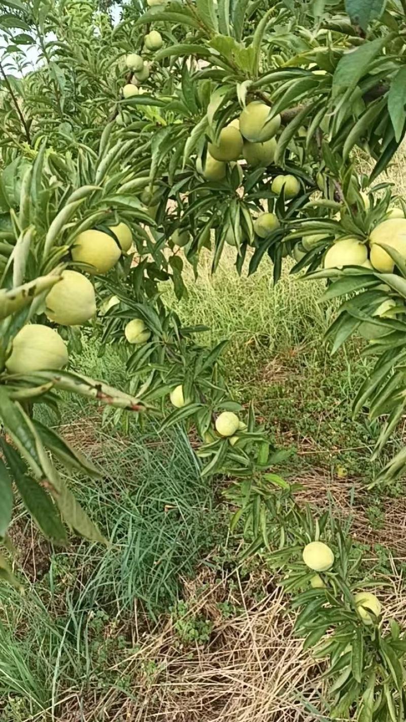 李子，青脆李，凤凰李，冰糖李上市中，高糖，高硬度