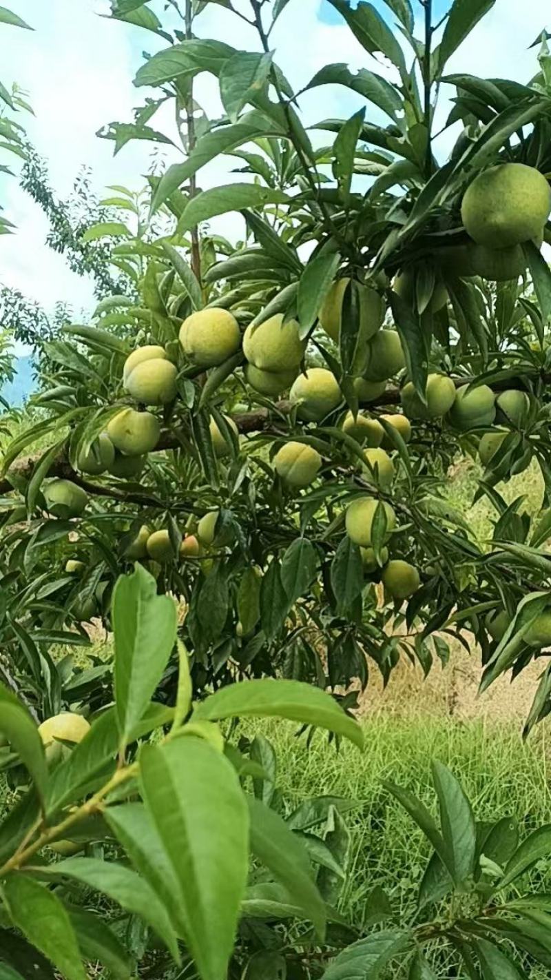 李子，青脆李，凤凰李，冰糖李上市中，高糖，高硬度