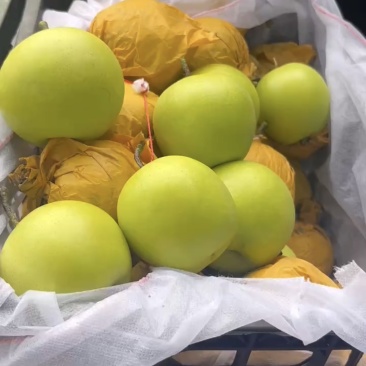 皇冠梨，蜡纸袋皇冠梨，青皮皇冠梨🍐大量上市！