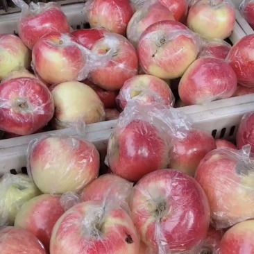 美八苹果🍎大量上市，批发零售电商均可