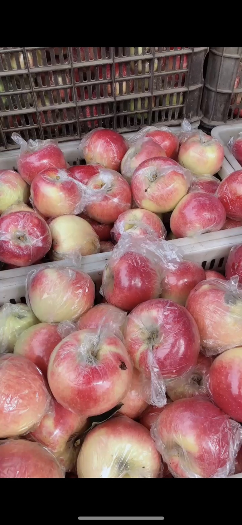 美八苹果🍎大量上市，批发零售电商均可