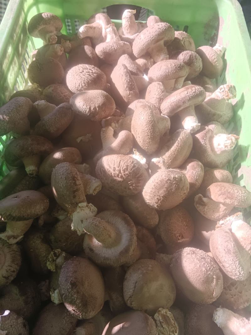 0912香菇基地直供-货源稳定质量保证支持视频看货